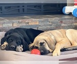 Small Photo #17 Spanish Mastiff Puppy For Sale in GILLETTE, WY, USA
