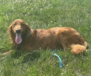 Golden Retriever Puppy for sale in FOUNTAIN RUN, KY, USA
