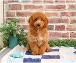 Small #4 Goldendoodle mix (+ Poodle Miniature)