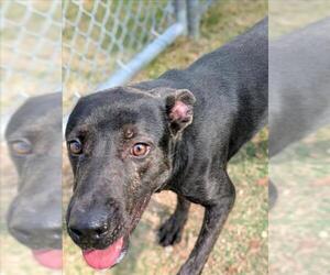 Labrador Retriever-Unknown Mix Dogs for adoption in Texas City, TX, USA