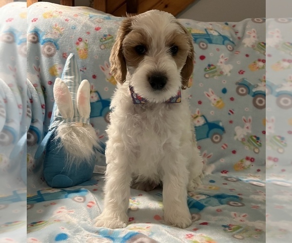 Medium Photo #1 Goldendoodle Puppy For Sale in STATESBORO, GA, USA