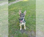 Small Photo #4 German Shepherd Dog Puppy For Sale in PORTAGE, IN, USA