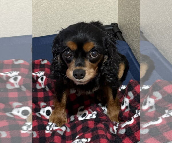Medium Photo #3 Cavalier King Charles Spaniel Puppy For Sale in Sioux Falls, SD, USA