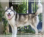 Small #1 Siberian Husky