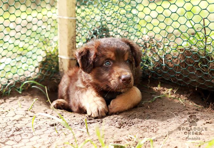 Medium Photo #1 Australian Shepherd Puppy For Sale in BRIGHTON, MI, USA