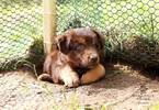 Small Photo #1 Australian Shepherd Puppy For Sale in BRIGHTON, MI, USA