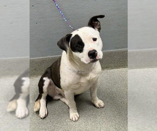 Medium Photo #1 Mutt Puppy For Sale in Las Vegas, NV, USA