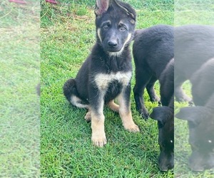 German Shepherd Dog Puppy for sale in KEARNEYSVILLE, WV, USA