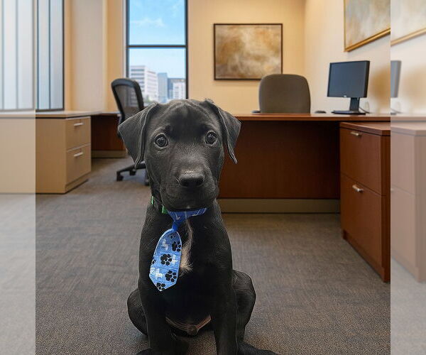 Medium Photo #2 Labrador Retriever-Unknown Mix Puppy For Sale in Houston, TX, USA