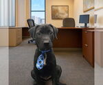 Small #1 Labrador Retriever Mix