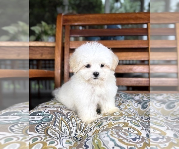 Medium Photo #7 Mal-Shi Puppy For Sale in NOBLESVILLE, IN, USA