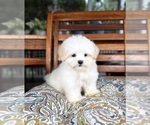 Peanut - Male Mal-Shi Puppy for Sale - Photo #7