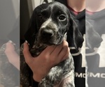 Small Photo #39 German Shorthaired Pointer Puppy For Sale in STATE COLLEGE, PA, USA