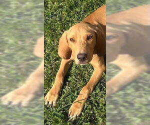 Mutt Dogs for adoption in Rockaway, NJ, USA