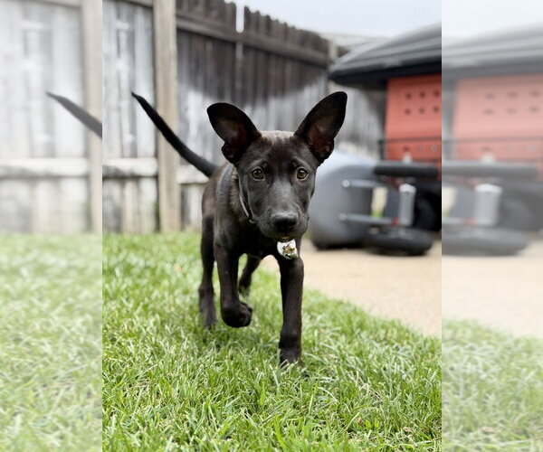 Medium Photo #7 German Shepherd Dog Puppy For Sale in West Sacramento, CA, USA