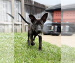 Small #6 German Shepherd Dog