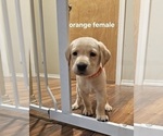 Small Photo #10 Labrador Retriever Puppy For Sale in ROSE HILL, KS, USA