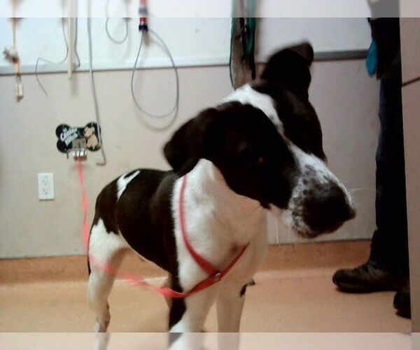 Medium Photo #1 Mutt Puppy For Sale in Martinez, CA, USA