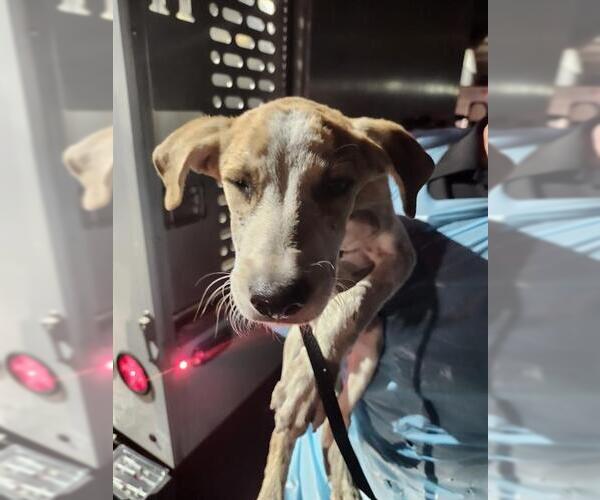 Medium Photo #1 Mutt Puppy For Sale in San Antonio, TX, USA