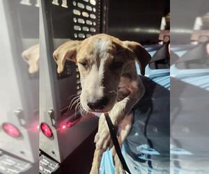 Mutt Dogs for adoption in San Antonio, TX, USA