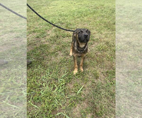 Medium Photo #3 Mutt Puppy For Sale in Abbeville, LA, USA
