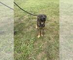 Small #2 Mutt