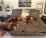 Small #2 Redbone Coonhound Mix