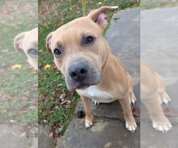 Medium Photo #11 American Pit Bull Terrier-Unknown Mix Puppy For Sale in Germantown, OH, USA