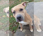 Small #10 American Pit Bull Terrier Mix