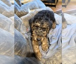 Small #1 Airedale Terrier
