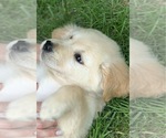 Small Photo #6 English Cream Golden Retriever Puppy For Sale in MORGANTOWN, IN, USA