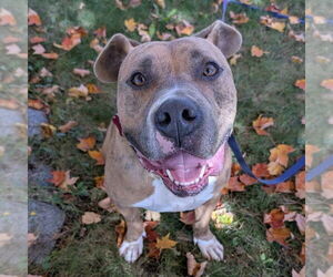 Mutt Dogs for adoption in Boston, MA, USA