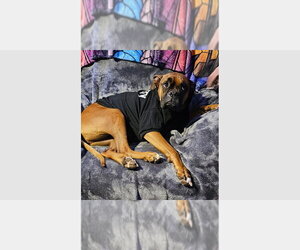 Boxer Dogs for adoption in Austin, TX, USA