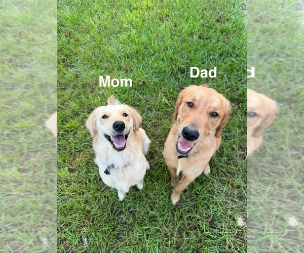 Medium Photo #1 Golden Retriever Puppy For Sale in WEEKI WACHEE, FL, USA