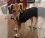 Small #2 Beagle
