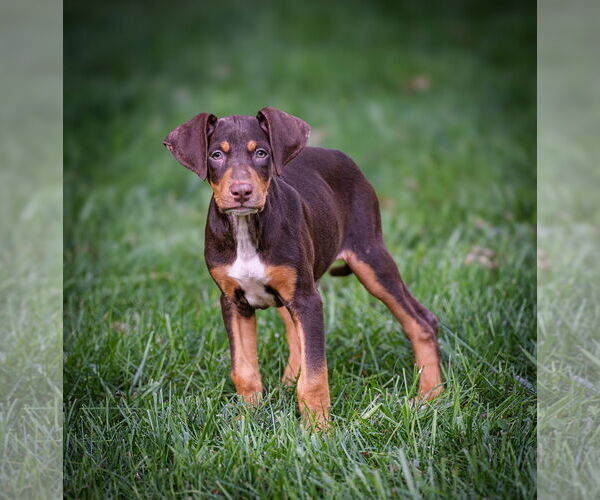 Medium Photo #3 Doberman Pinscher-Unknown Mix Puppy For Sale in Minneaoplis, MN, USA