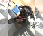 Small Photo #3 Cane Corso Puppy For Sale in ELKHART, IN, USA