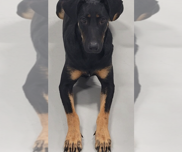 Medium Photo #4 Doberman Pinscher Puppy For Sale in Studio City, CA, USA