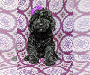 Cock-A-Poo-Poodle (Miniature) Mix Puppy for sale in KIRKWOOD, PA, USA