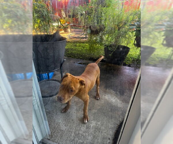 Medium Photo #1 American Bulldog-Unknown Mix Puppy For Sale in Miami, FL, USA