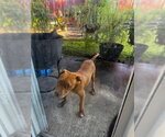 COURTESY POST: Pops - Male American Bulldog-Unknown Mix Dog for Adoption - Small photo
