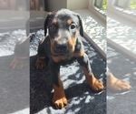 Puppy Archer Doberman Pinscher
