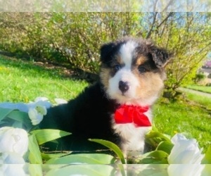 Australian Shepherd Puppy for sale in INDIANAPOLIS, IN, USA