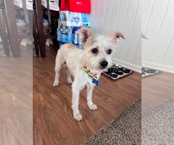 Medium Photo #8 Mutt Puppy For Sale in Corona, CA, USA