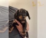 Puppy 2 Dachshund