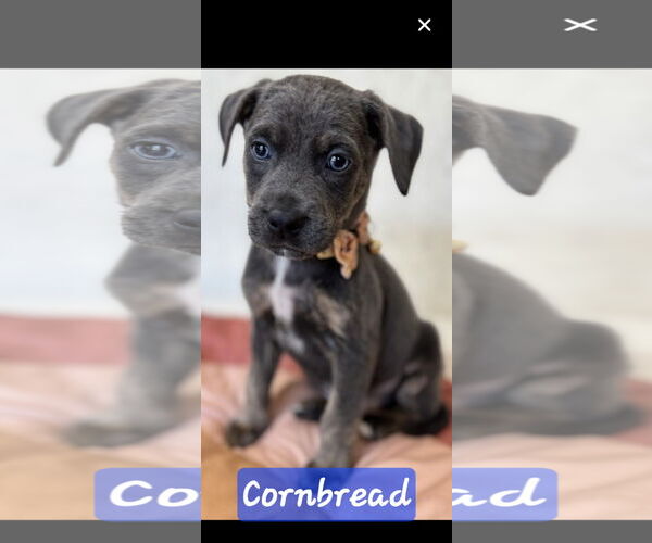 Medium Photo #3 Australian Shepherd-Weimaraner Mix Puppy For Sale in Brooksville, FL, USA