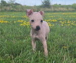 Puppy TITAN Miniature American Hairless Terrier