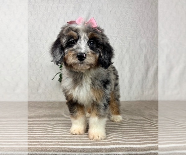 Medium Photo #1 Bernedoodle (Miniature) Puppy For Sale in GREENFIELD, IN, USA