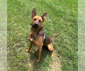 Kya - OH - Female Mutt Dog for Adoption - Photo #2