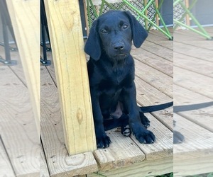 Labrador Retriever Puppy for sale in JONESBOROUGH, TN, USA